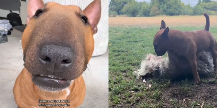 English Bull Terrier Is Everything Except an ‘Excellent Guard Dog’
