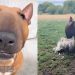 English Bull Terrier Is Everything Except an ‘Excellent Guard Dog’