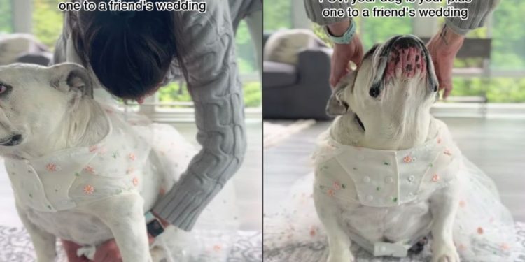 Bulldog Is the Perfect Plus One To Wedding With Adorable Outfit