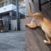 Shelter Dog Pauses Before Leaving His Crate, Then Realizes He Can Trust Foster Mom