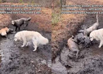 Two Golden Retrievers Went for a Walk, Came Back as Chocolate Labs