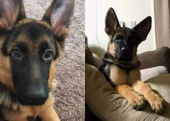 Owner Grieves Late Dog by Holding Cherished Memories Close