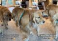 Golden Retriever’s ‘Stealth Mission’ Fails After Furry Sibling Interrupts With a Kiss