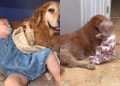 Golden Retriever Found a Best Friend in Little Girl on Day 1, Hasn’t Left Her Since