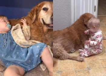 Golden Retriever Found a Best Friend in Little Girl on Day 1, Hasn’t Left Her Since