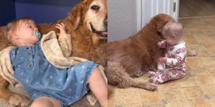 Golden Retriever Found a Best Friend in Little Girl on Day 1, Hasn’t Left Her Since