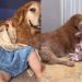 Golden Retriever Found a Best Friend in Little Girl on Day 1, Hasn’t Left Her Since