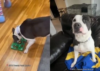 Shelter Dog Who Almost Lost Her Chance at Life Hopes for a Loving Home