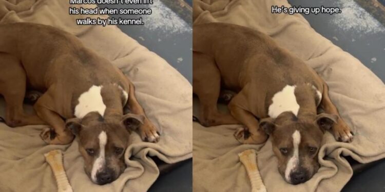 Shelter Dog Struggling To Stay Hopeful in a Kennel, Deserves a Forever Home