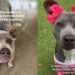 Shelter Dog Used to Feeling Invisible Waits for Someone to Choose Her