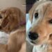 Golden Retriever Puppy’s Ears Are Always Wet for a Peculiar Reason