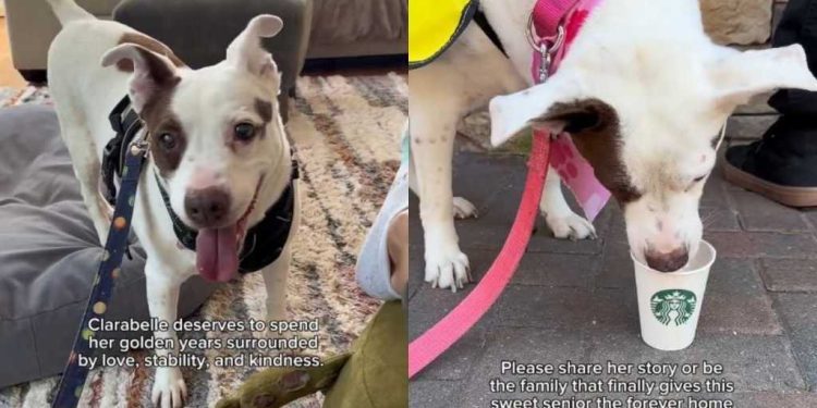 Senior Dog Let Down Again & Again, Still Chooses Love as She Waits To Be Adopted