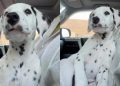 Puppy Looks Around for a While Before Deciding a Nap Is the Best Plan