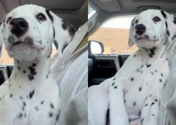 Puppy Looks Around for a While Before Deciding a Nap Is the Best Plan