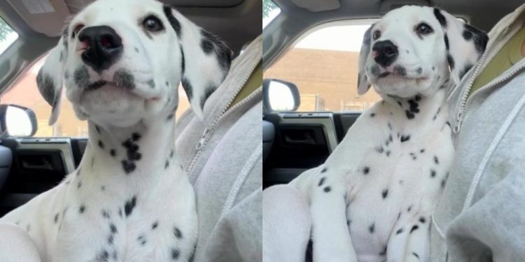 Puppy Looks Around for a While Before Deciding a Nap Is the Best Plan