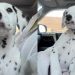 Puppy Looks Around for a While Before Deciding a Nap Is the Best Plan