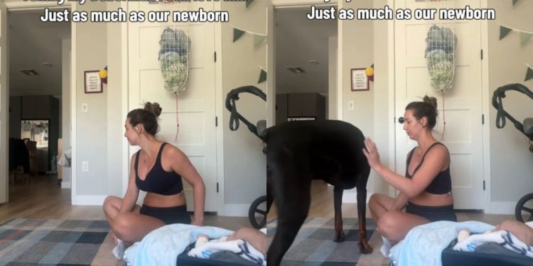 Big Dog Understands When Mom Tells Him He’ll Always Be Her Precious Baby