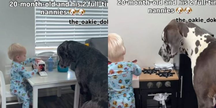 Dog Siblings Could Easily Pass off as ‘Full-Time Nannies’ for Baby