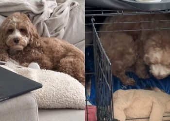 Doodle’s ‘Only Child Syndrome’ Kicks in Around Baby Sibling