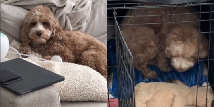 Doodle’s ‘Only Child Syndrome’ Kicks in Around Baby Sibling
