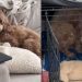 Doodle’s ‘Only Child Syndrome’ Kicks in Around Baby Sibling