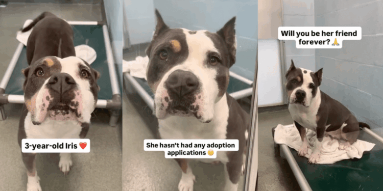 Human Gives Shelter Dog, Who’s Only Watched Visitors Pass Her By, One Thing She Wants Most