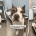 Human Gives Shelter Dog, Who’s Only Watched Visitors Pass Her By, One Thing She Wants Most
