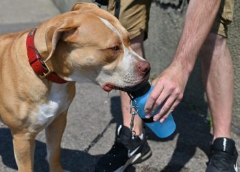 Protect Your Dogs From Heatwave With These Useful Tips