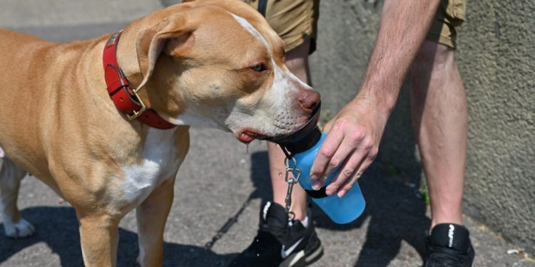 Protect Your Dogs From Heatwave With These Useful Tips