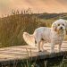 Senior Dog Finds a ‘Forever Spot’ in Family Home After Mom’s Sweet Gesture