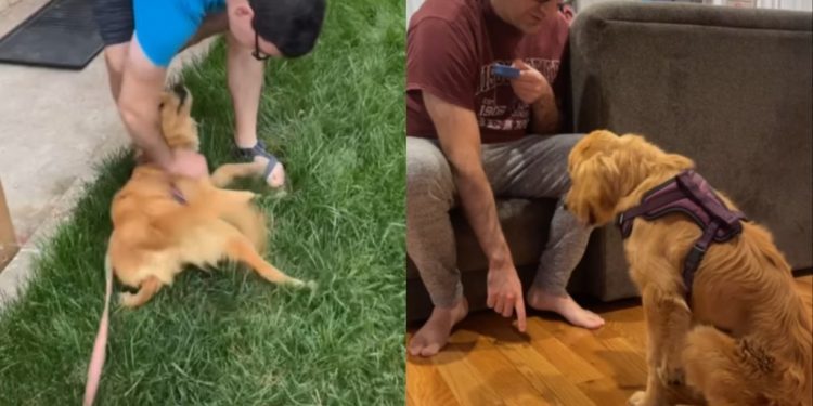 Golden Retriever Surrendered for Being ‘Too Much’ Finds a Rightful Home