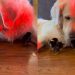 Golden Retriever Says Yes To Seeing His ‘Babies,’ Then Rushes Over To Snuggle Them