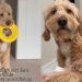 Internet Comforts Dog Who Loses His Favorite Frisbee Toy