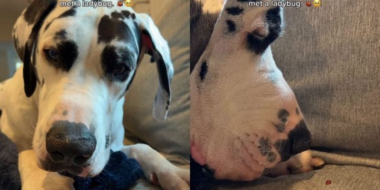 Great Dane’s Interaction With Ladybug Is Gentle Yet Filled With Curiosity