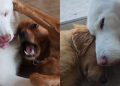 Lonely Husky Faces Two Big Losses Before Golden Retriever Fills the Void