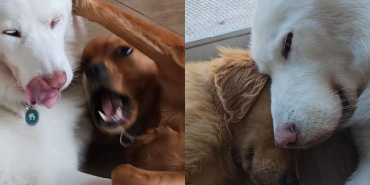 Lonely Husky Faces Two Big Losses Before Golden Retriever Fills the Void