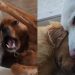 Lonely Husky Faces Two Big Losses Before Golden Retriever Fills the Void