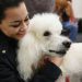 Poodle Part of Expanding Animal-Assisted Therapy Service