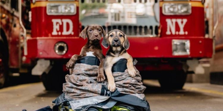 Dogs Rescued From Tennessee House Fire, Check in on Firefighters During Breaks