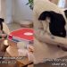 Rescue Dog Gets Overly Dramatic When Owners Won’t Share a Pizza