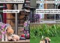 Rescue Dog Shows Her Teddy Bear What Her New, Safe Life Looks Like