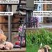 Rescue Dog Shows Her Teddy Bear What Her New, Safe Life Looks Like