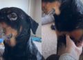 Tripod Rescue Dog Doesn’t Need All Four Paws To Prove He’s Talented