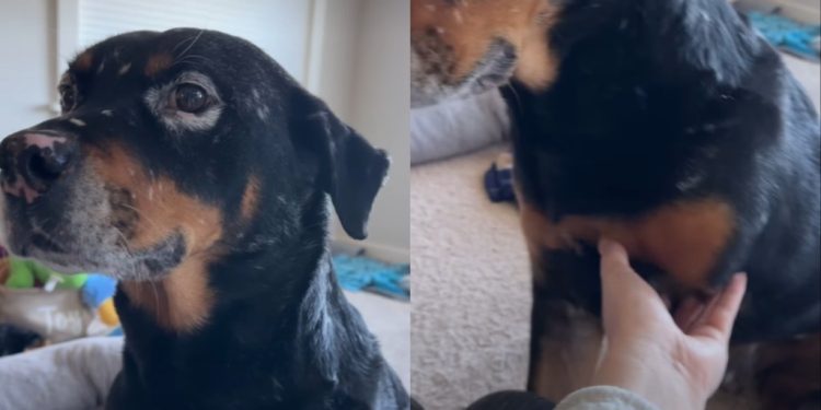 Tripod Rescue Dog Doesn’t Need All Four Paws To Prove He’s Talented