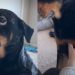 Tripod Rescue Dog Doesn’t Need All Four Paws To Prove He’s Talented
