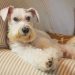 Rescue Dog Displays Her Strong Eyelash Game After Dramatic Makeover