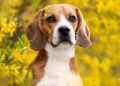 Beagles Arrive at Dog Rescue After Ridglan Farms Research Facility Shuts Down — Report