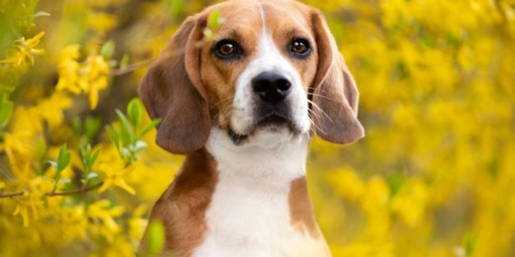 Beagles Arrive at Dog Rescue After Ridglan Farms Research Facility Shuts Down — Report