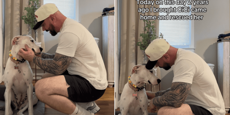 Owner Has Special Message for Rescue Dog on Adoption Anniversary