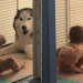 Big Dog Showers Little Girl With Kisses & So Much Love When She Leans Close
